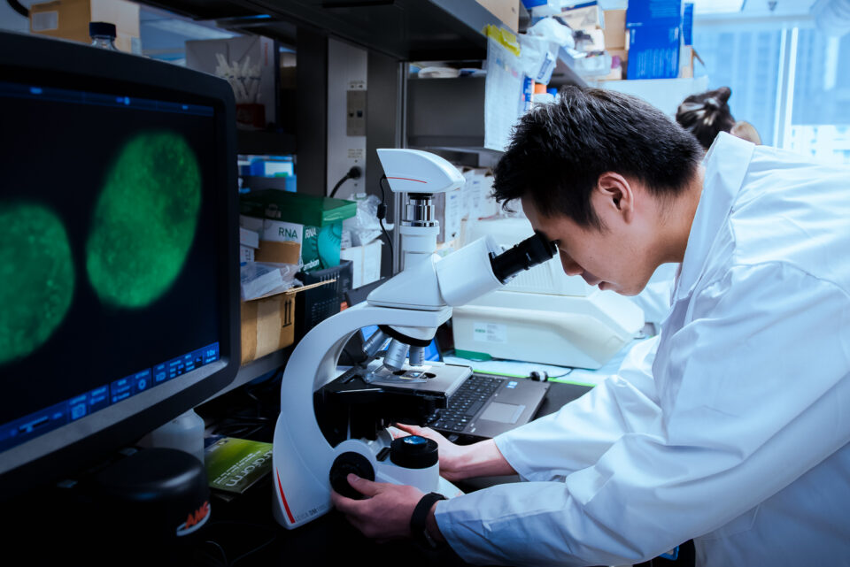 Scientist at microscope looking at cells