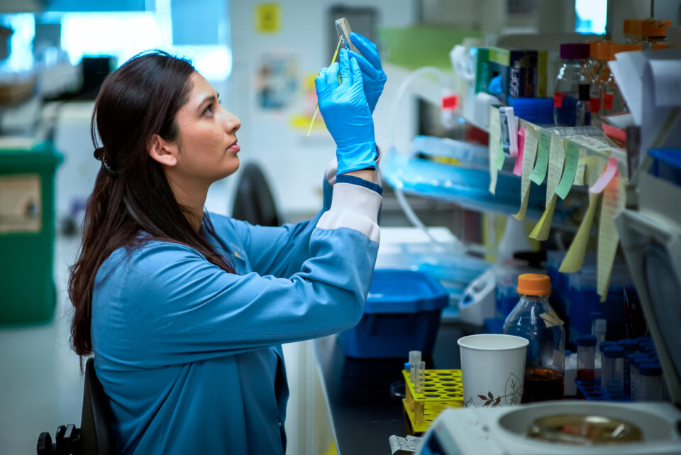 Scientist looking at petri dish